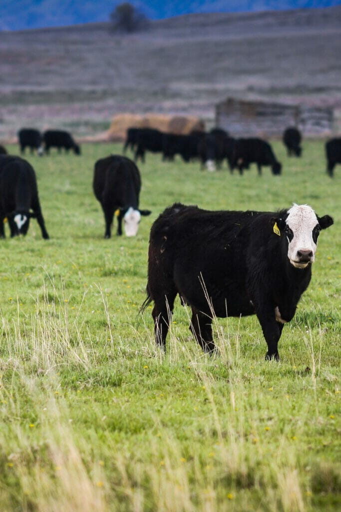 Cattle in Nebraska 