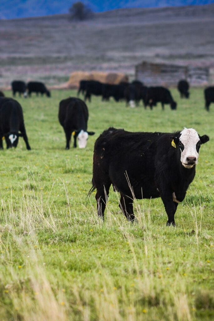 Cattle in Nebraska