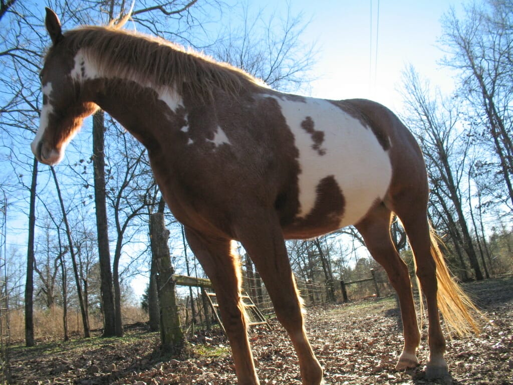 Horse in Broken Bow Oklahoma 
