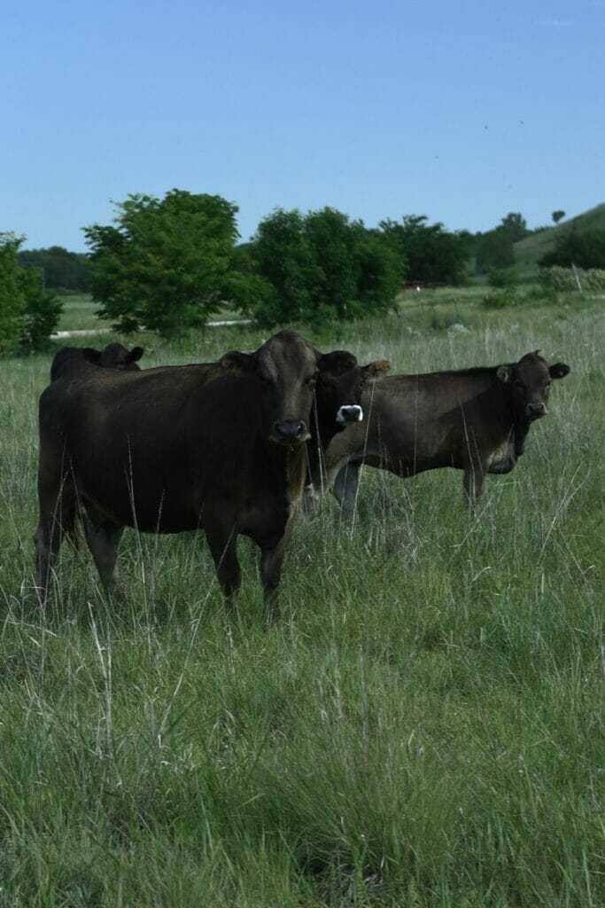 cows in Kansas 