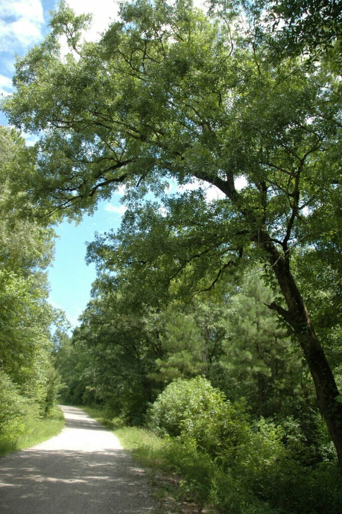 Edgefield South Carolina