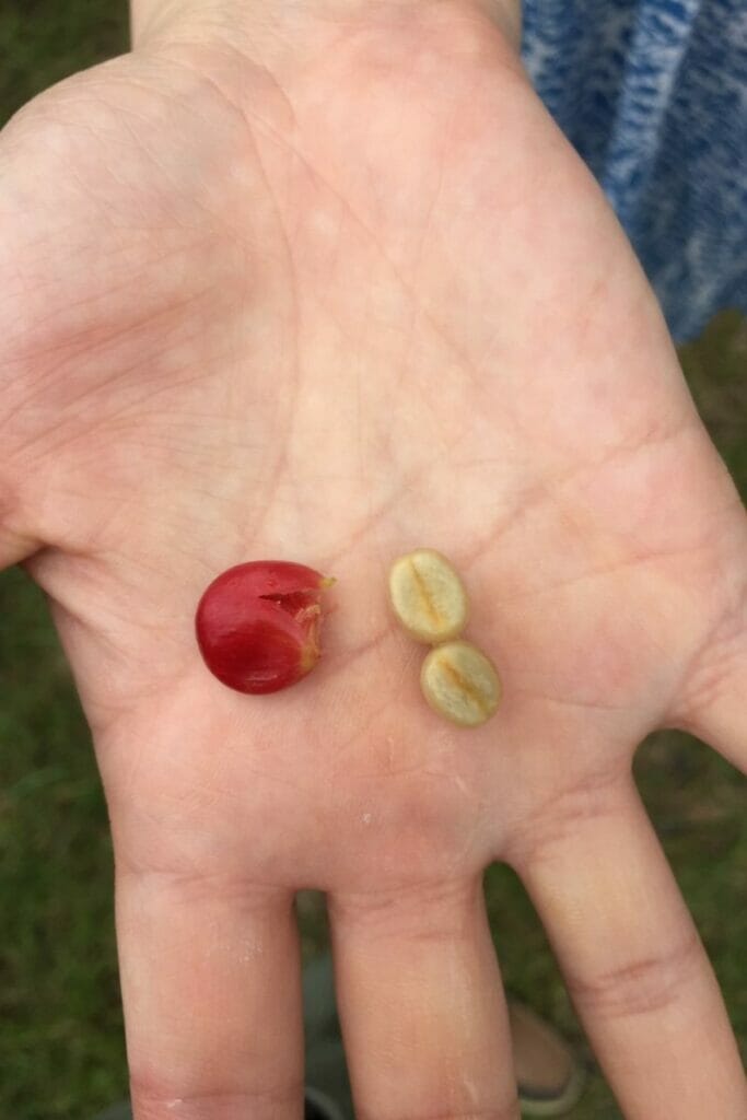 Hawaiian coffee beans