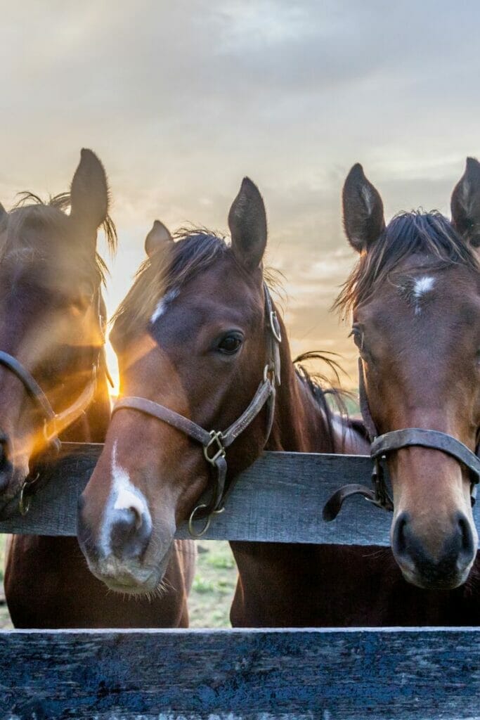Kentucky horses 