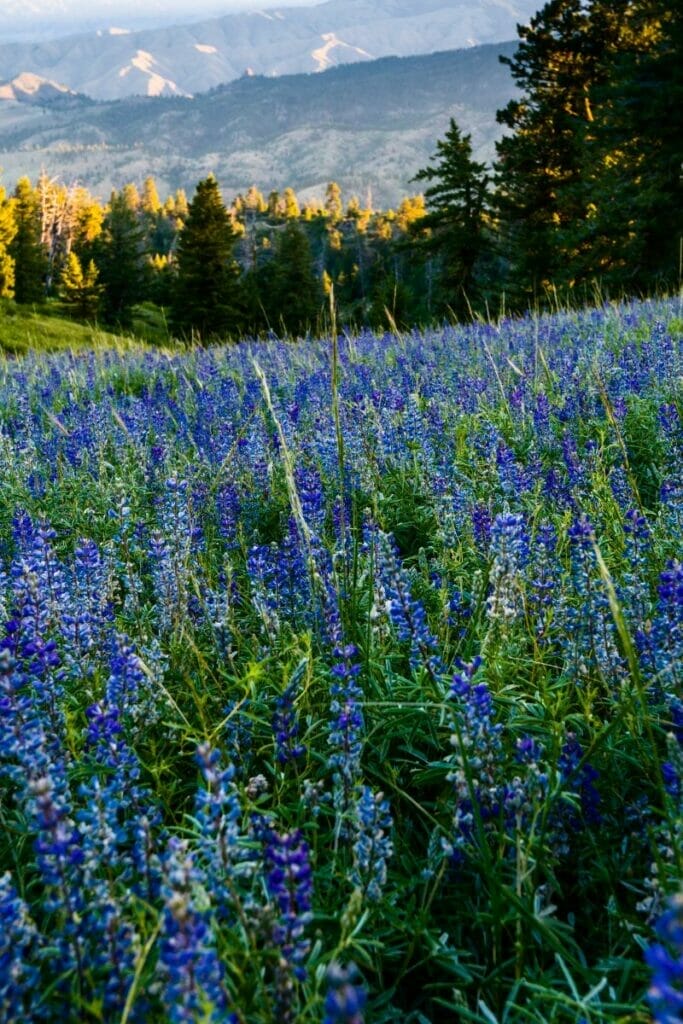 Idaho wildflowers in nature 