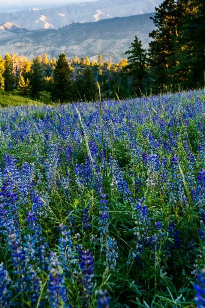 Idaho wildflowers in nature