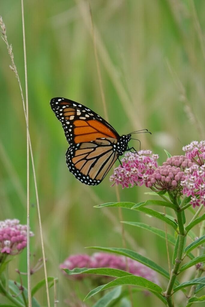 butterfly