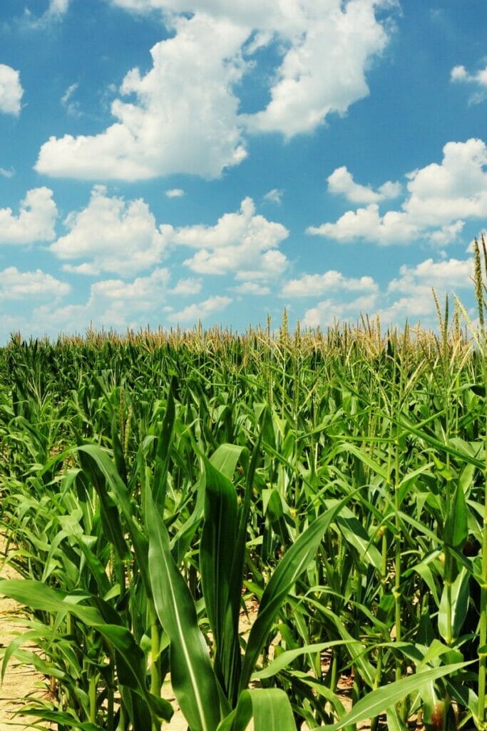 Indiana corn field 