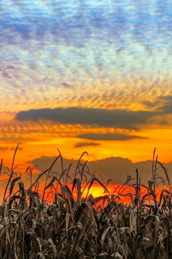 Indiana farmland