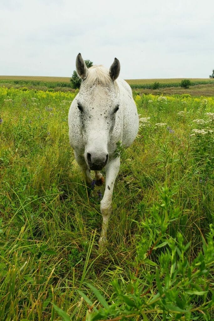 Horse in Iowa farmland 