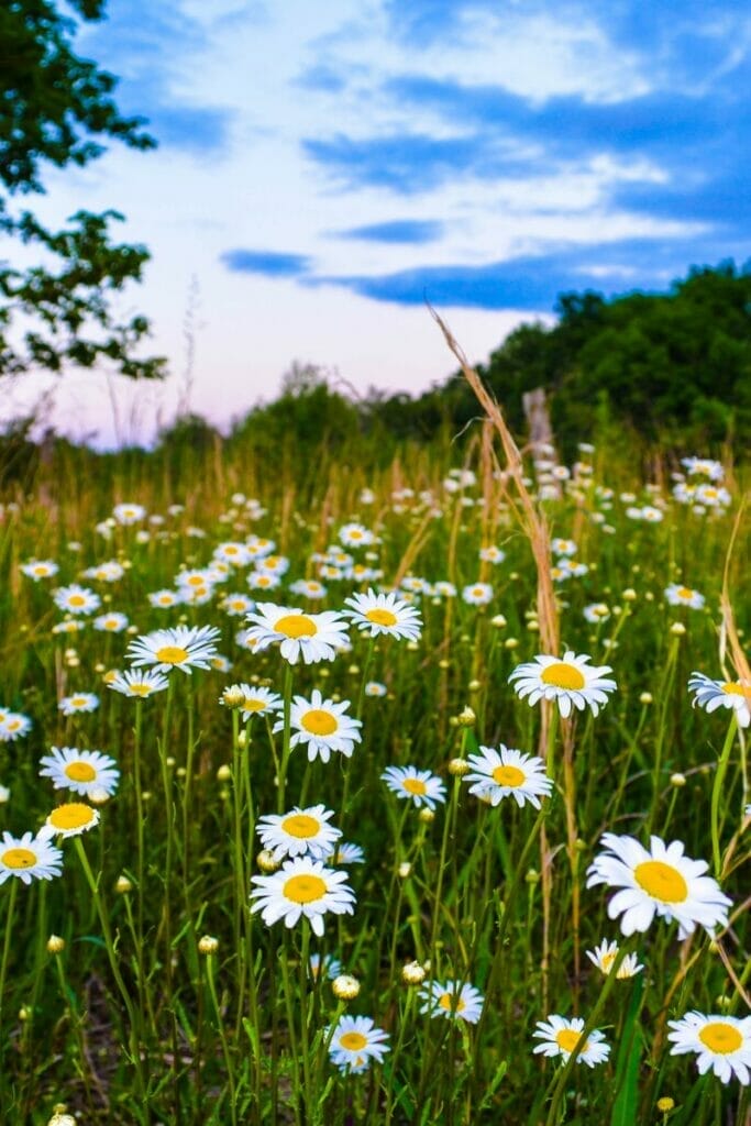 Kentucky wildflowers 