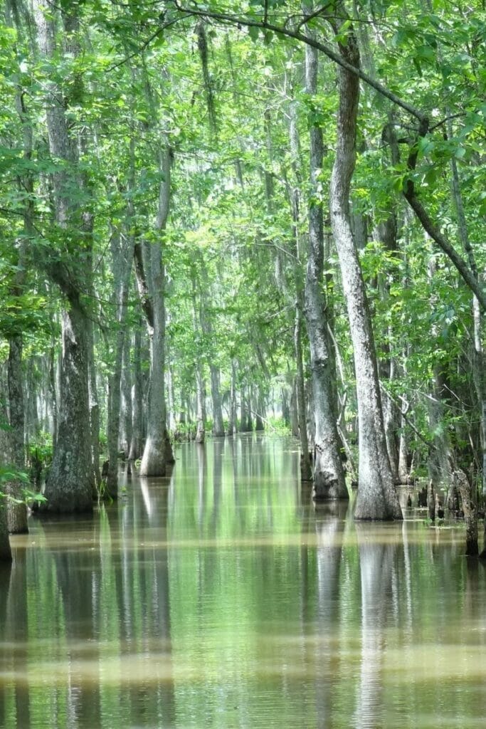 Louisiana marsh