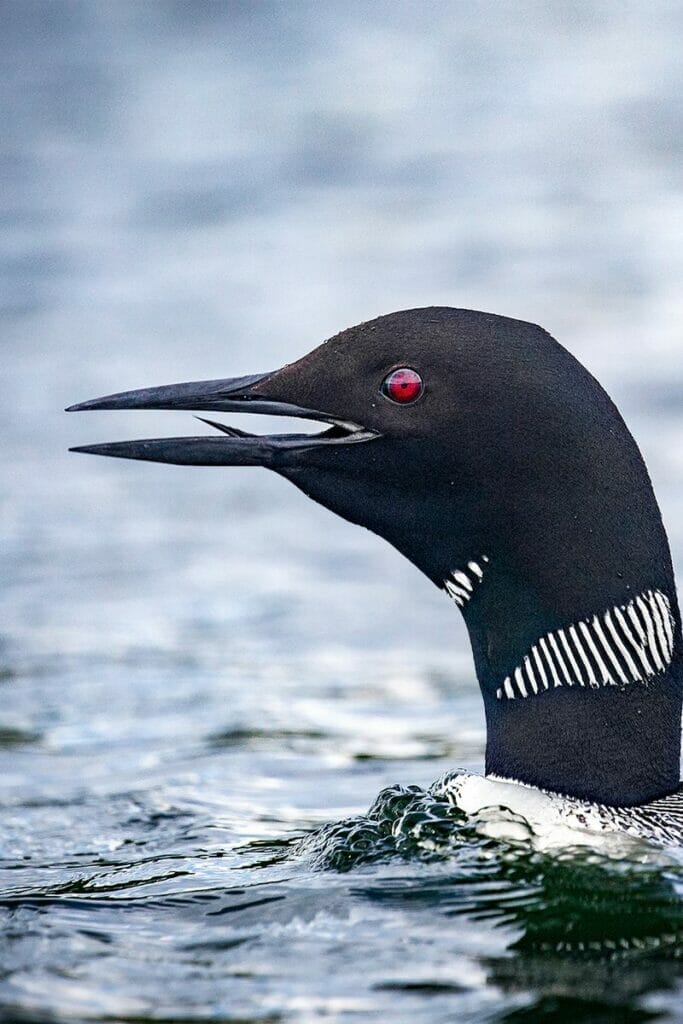 Loon