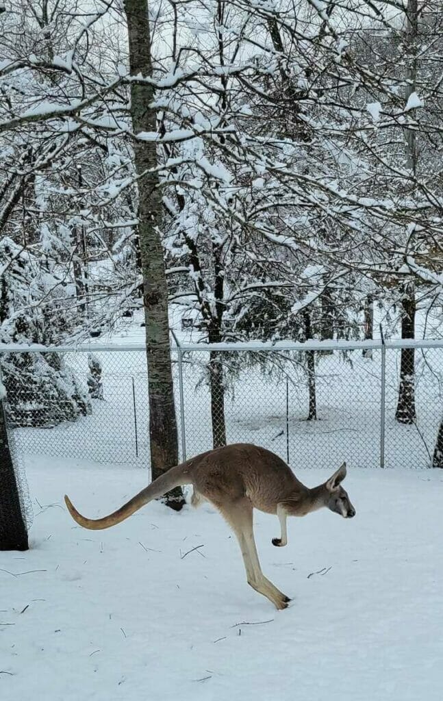 MIssouri Down Under