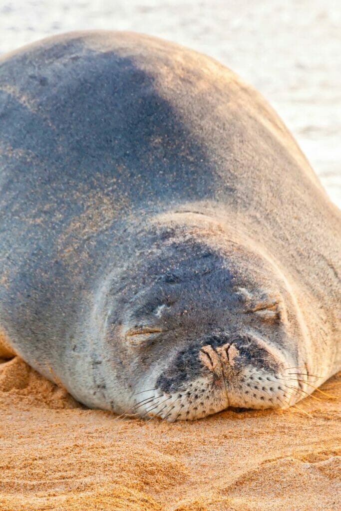 Monk seal in Hawaii 