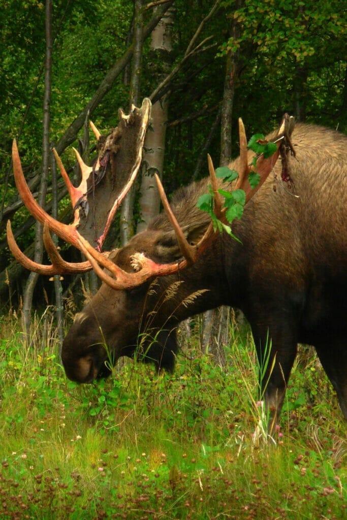 Alaskan moose 