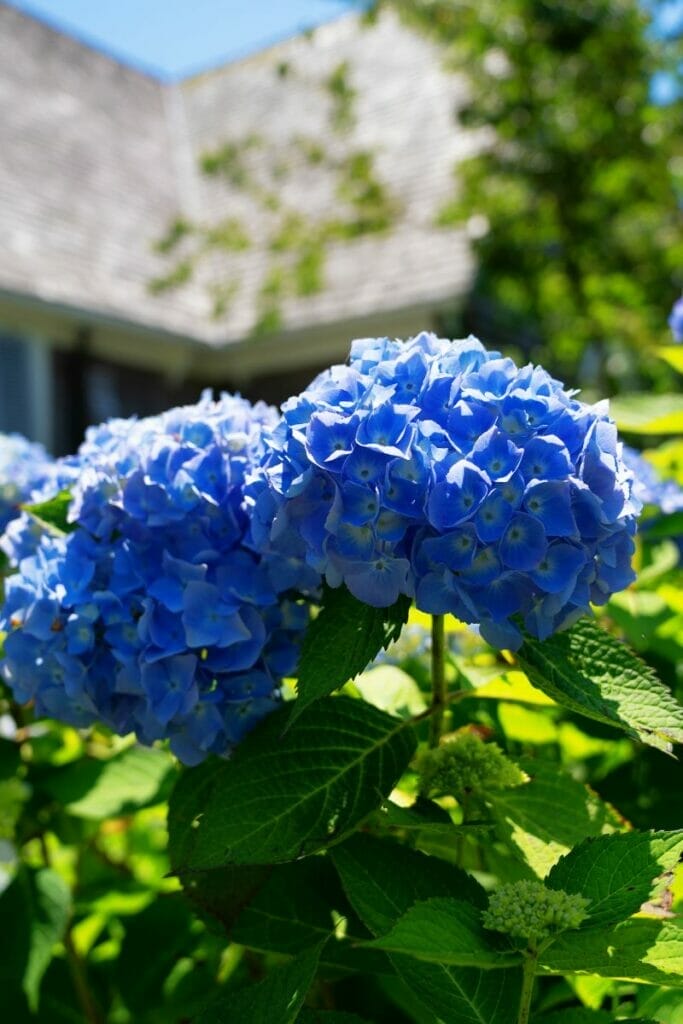 Nantucket
