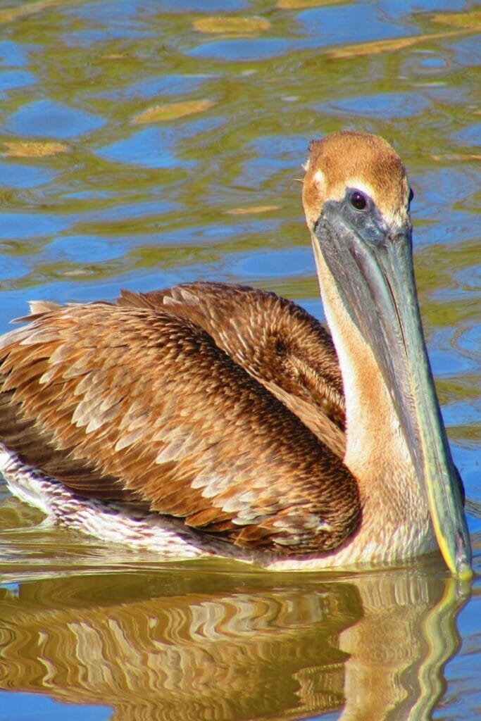 Brown pelican 