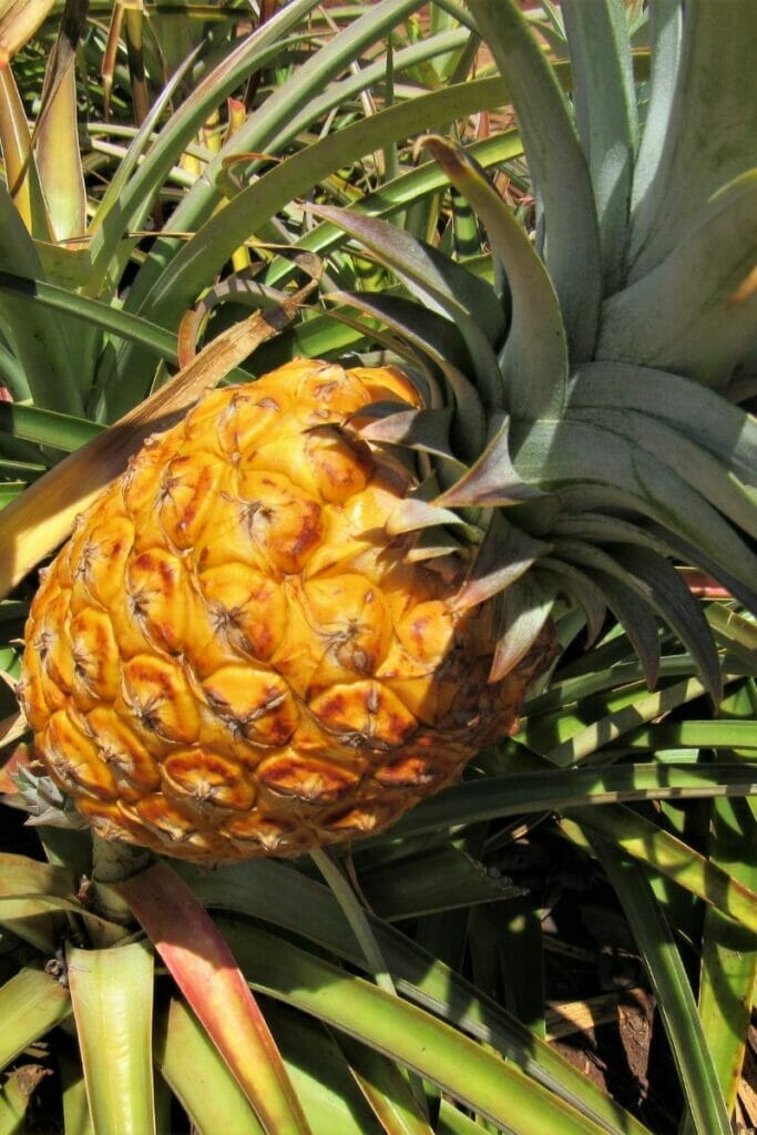 Hawaiian pineapples 