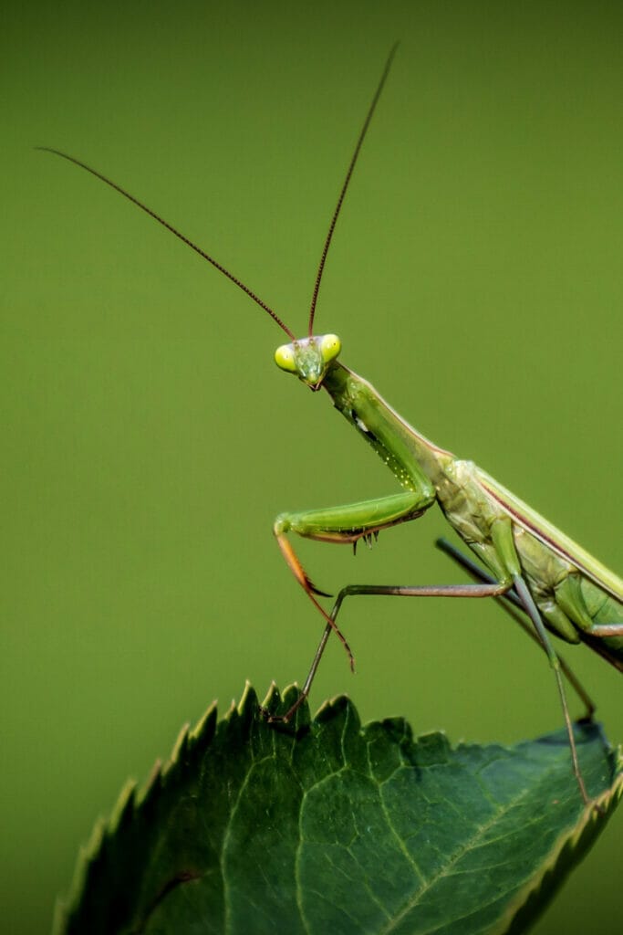 praying mantis 