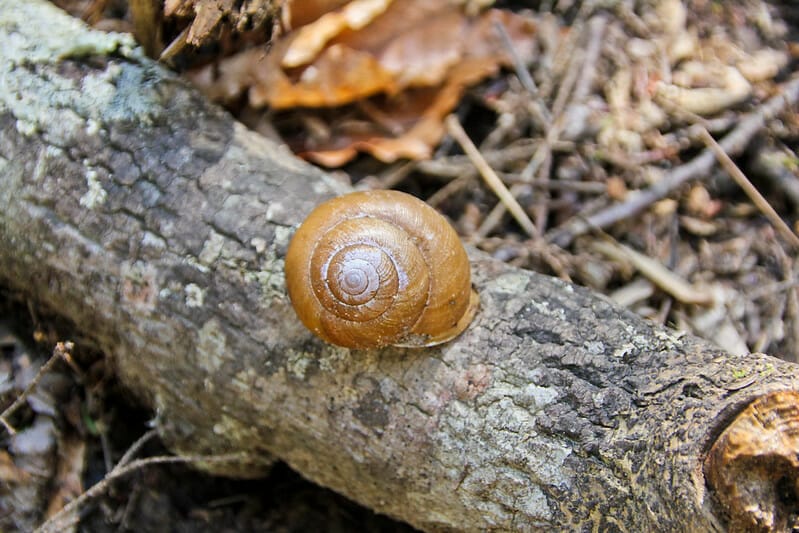 Snail in Alabama 