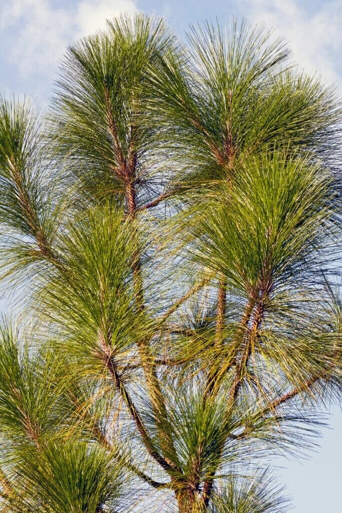 Southern Longleaf Pine Alabama