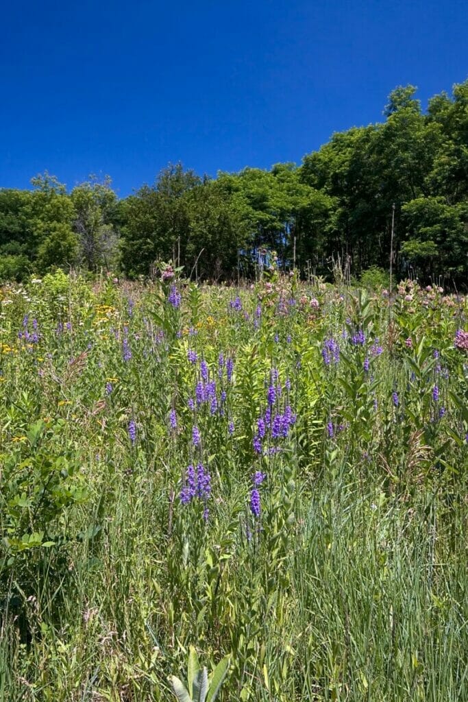 wildflowers