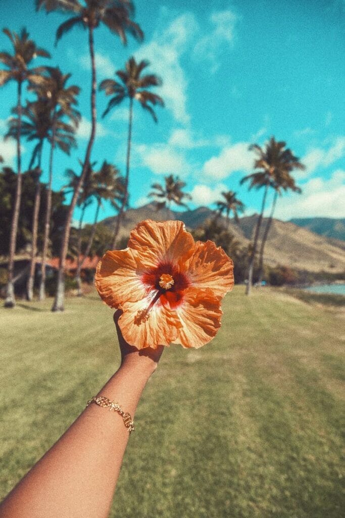 Yellow Hibiscus