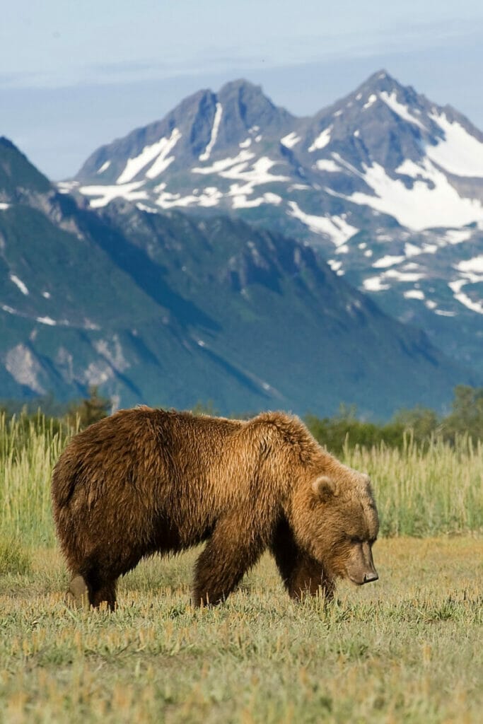 Alaskan bear