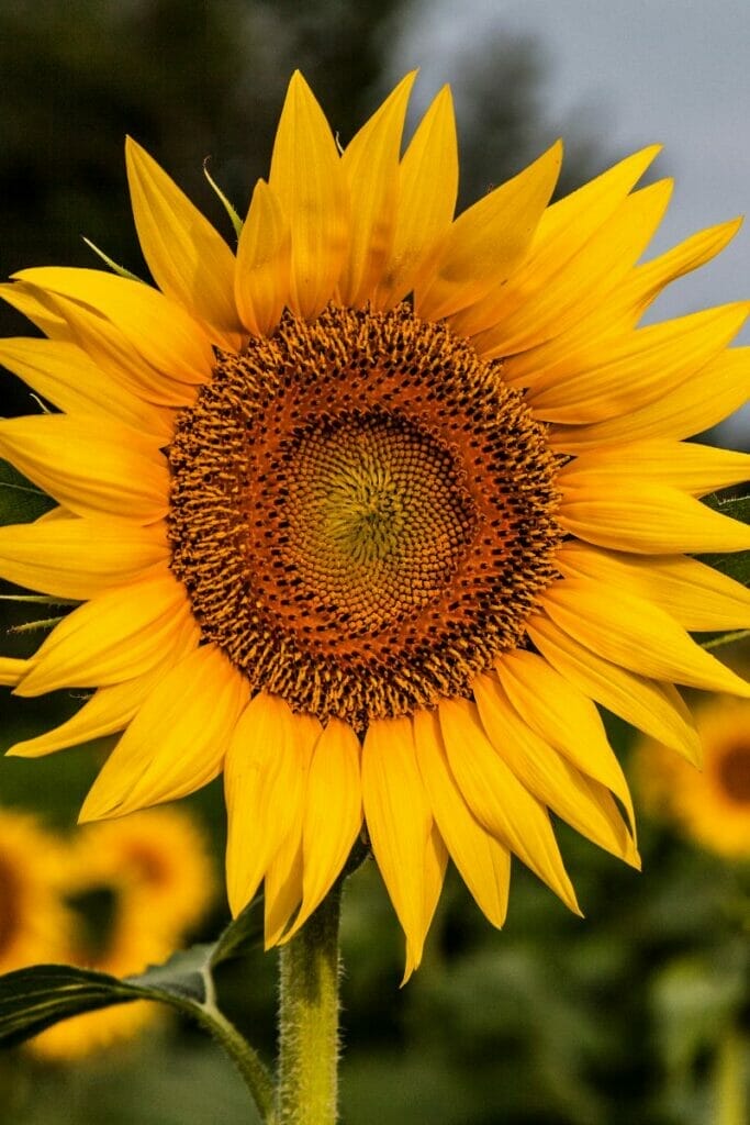 sunflower 