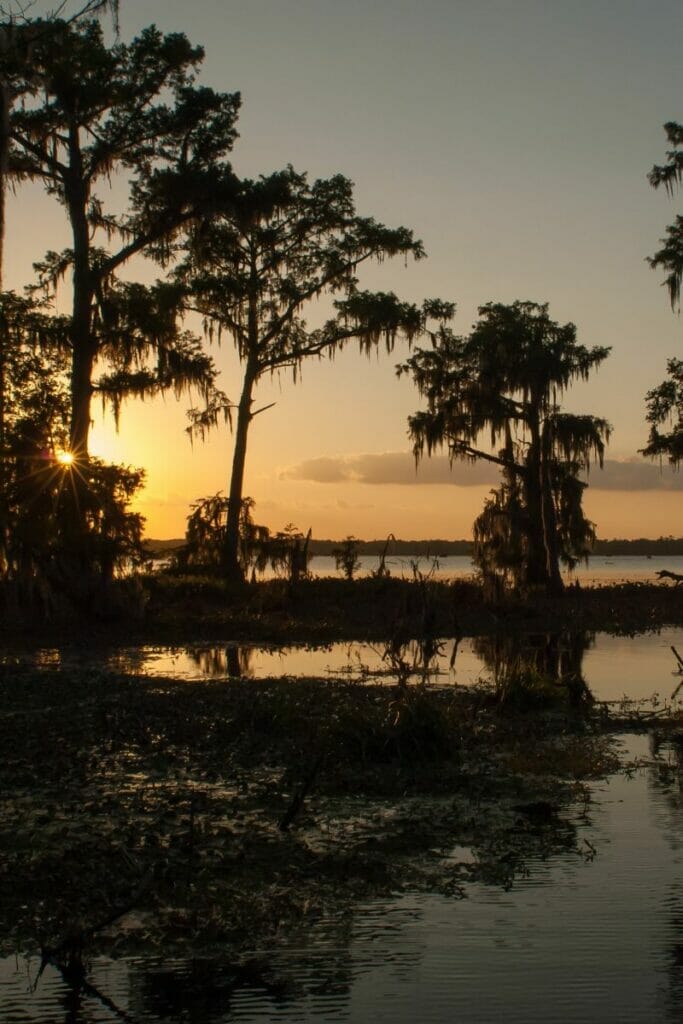 swamp in Louisiana 