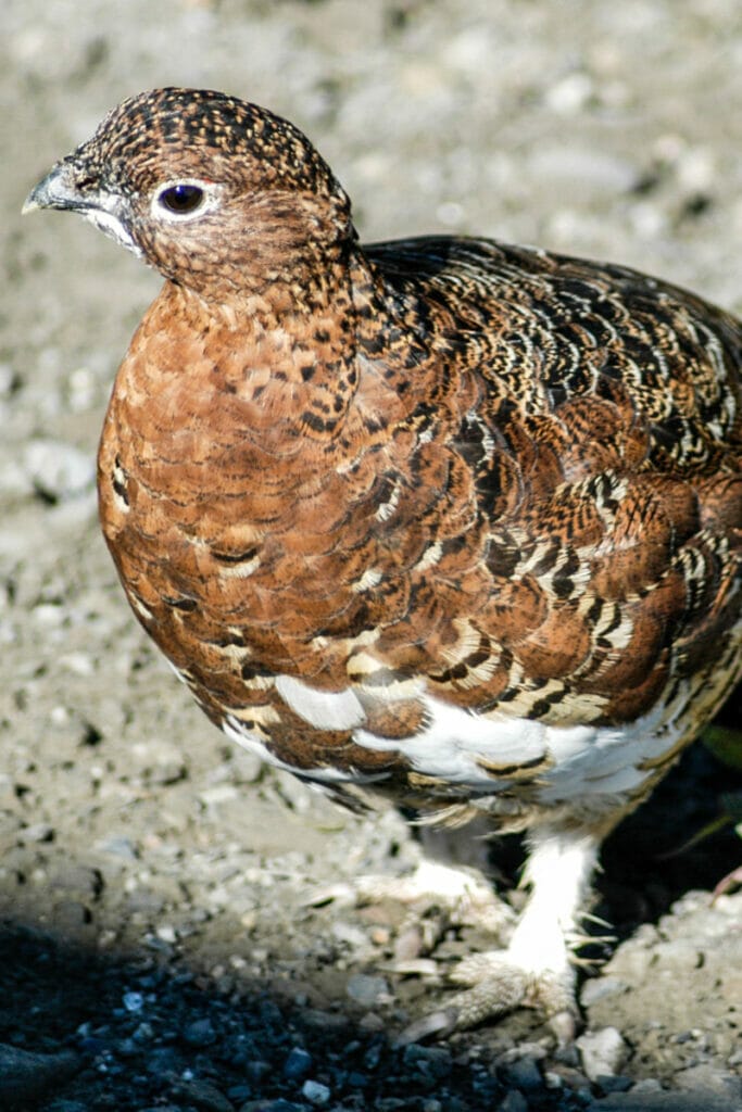 willow ptarmigan