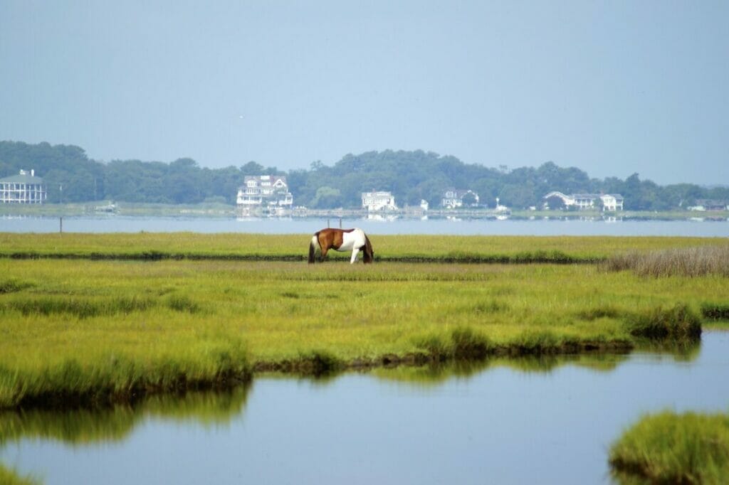 Assateague State Park 