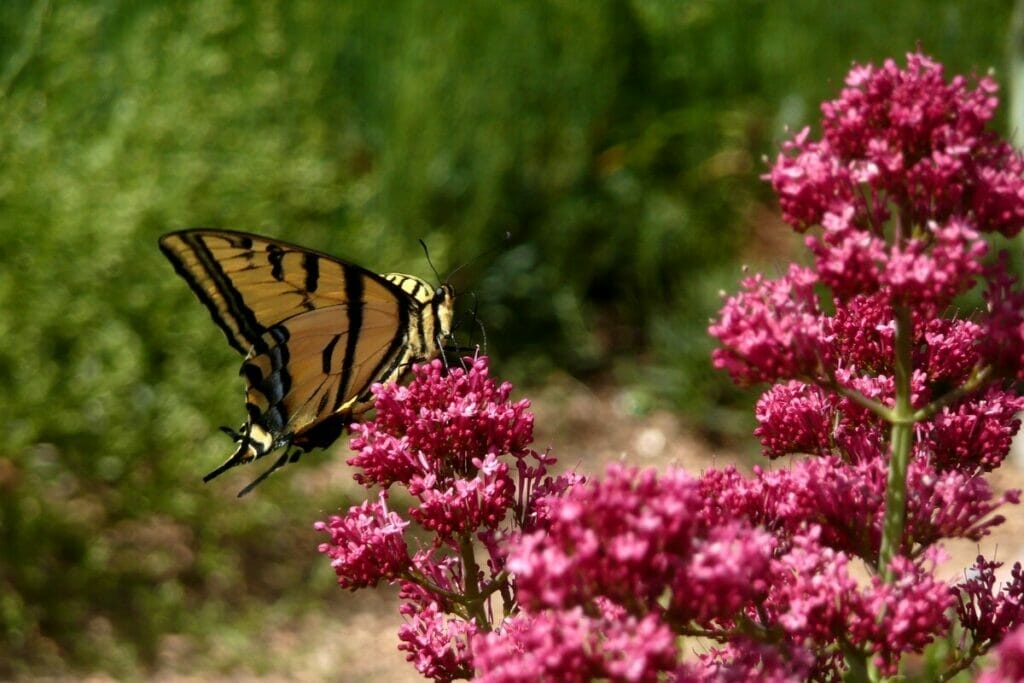 Denver Botanic Garden 