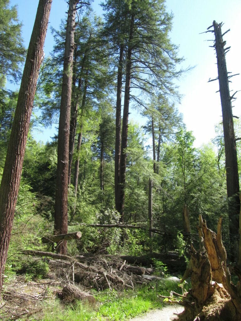 Swallow Falls State Park 