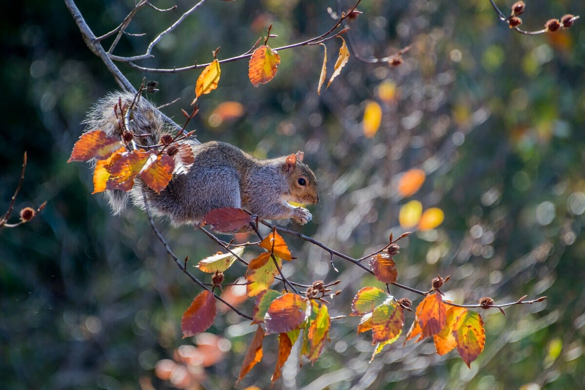 17 Charming Small Towns in Maryland That You Need To Visit (2023)