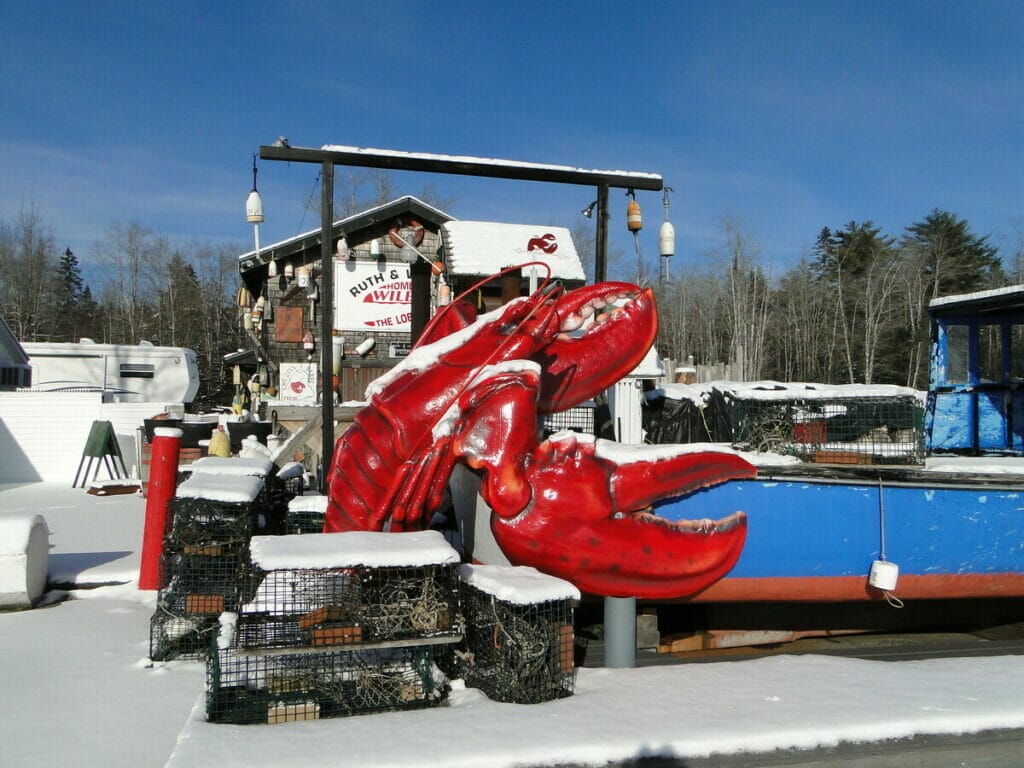 Maine Lobster 