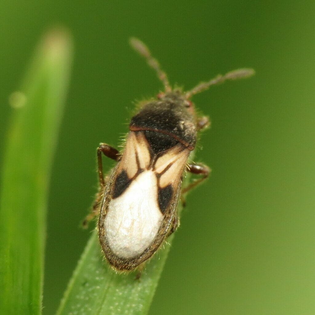 bug on a leaf 