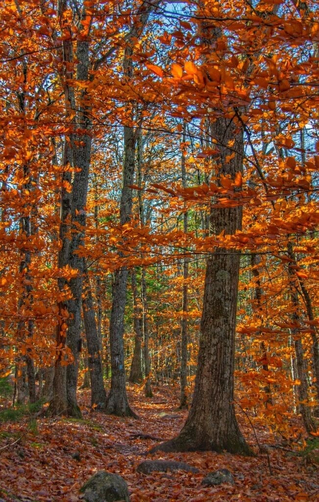 Maine forest