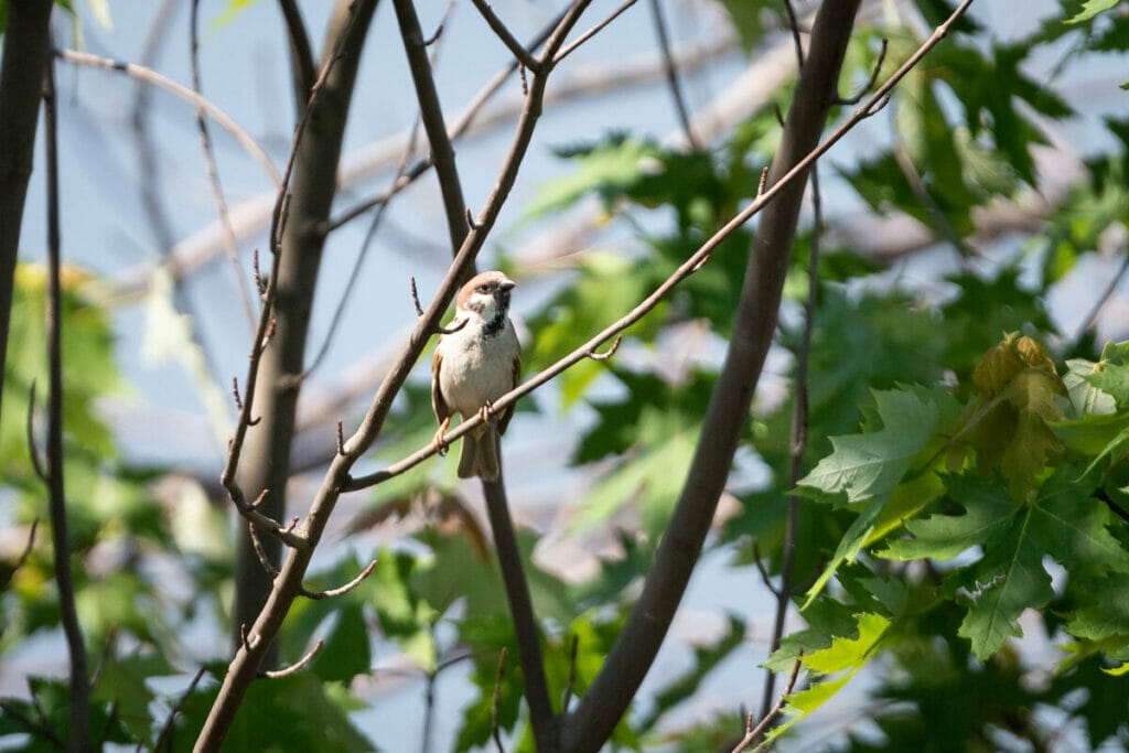 Eurasian Tree Sparrow