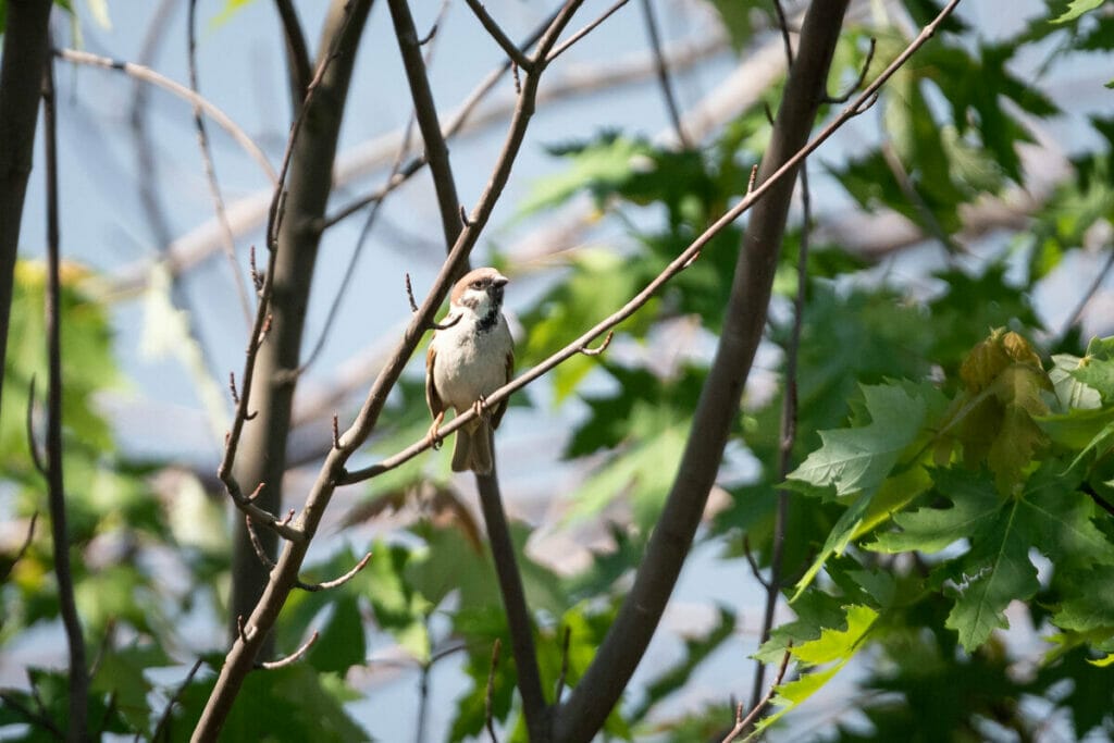 Eurasian Tree Sparrow 