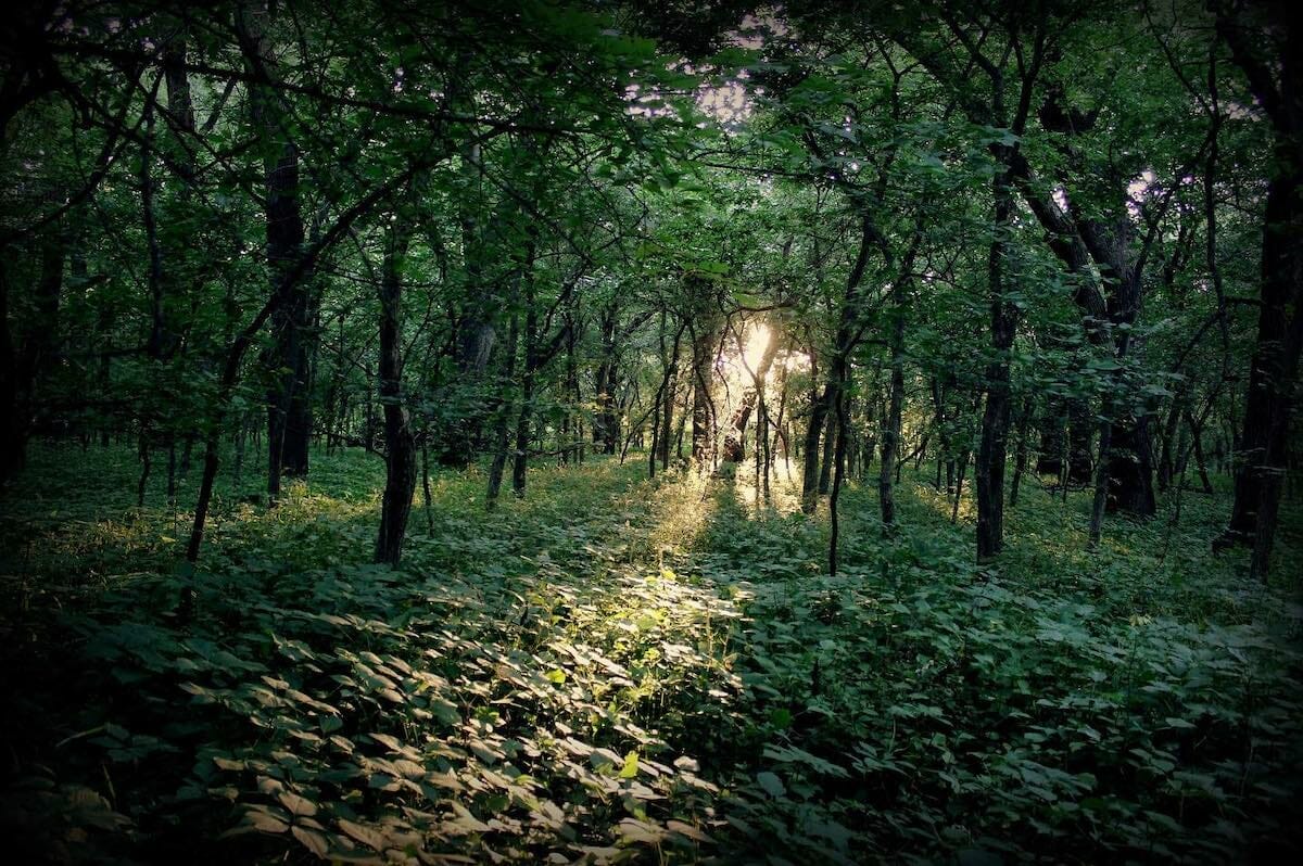 A forest canopy in Wilderness Park Lincoln NE, one of the most beautiful places to visit in Lincoln Nebraska