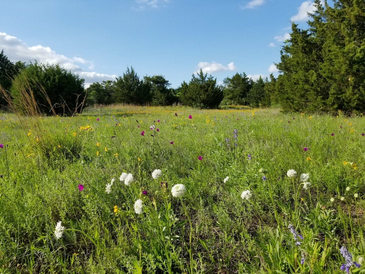 A beautiful green field of wildflowers at Oak Cliff Nature Preserve in Dallas Texas