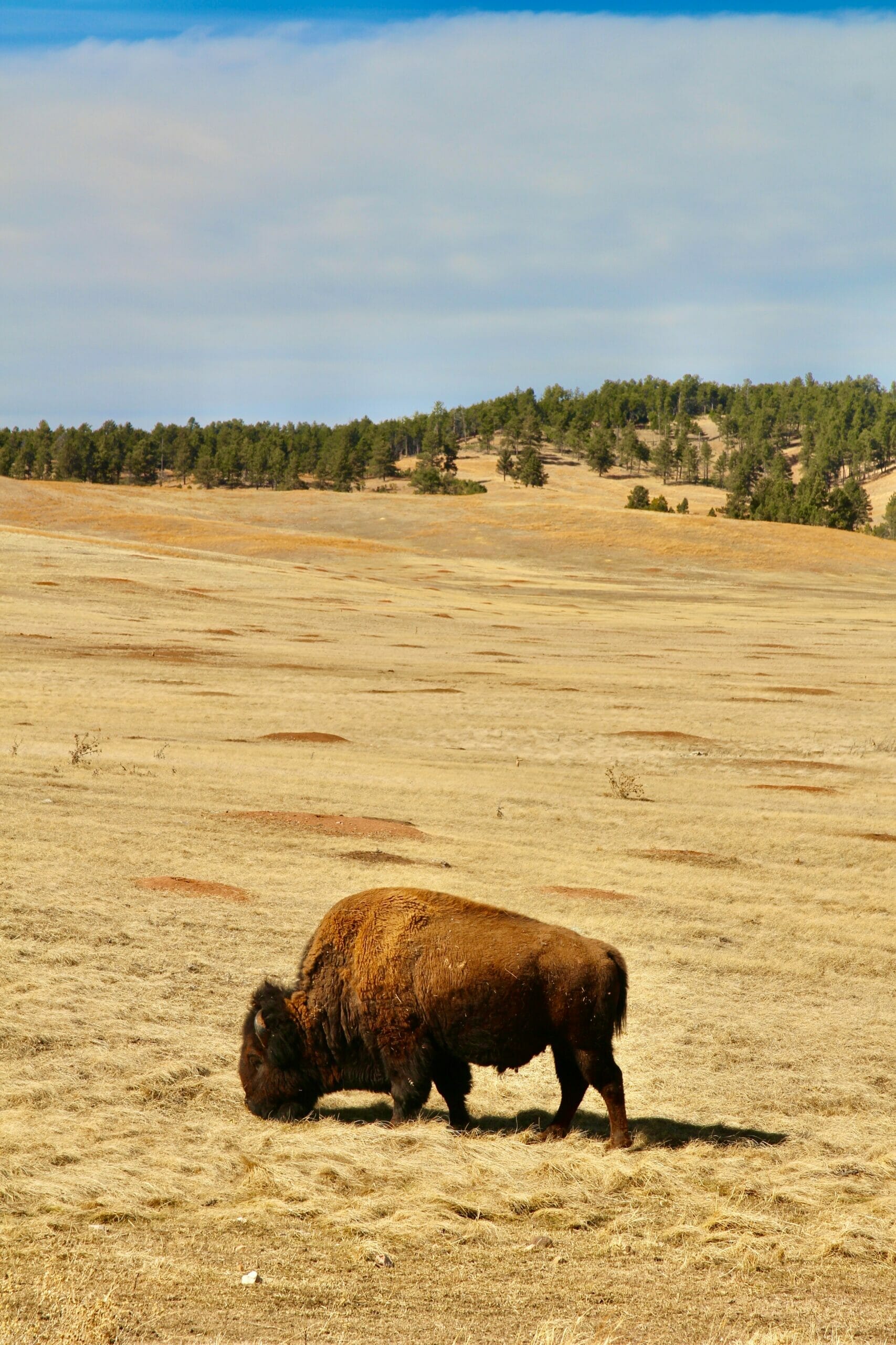 51 Fun Facts about South Dakota (that most people don't know!)