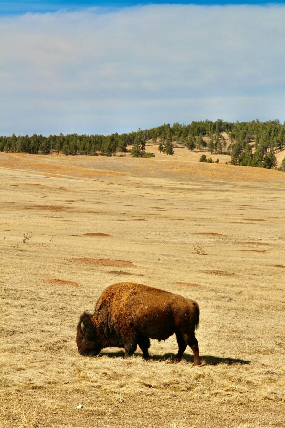 51 Fun Facts about South Dakota (that most people don't know!)