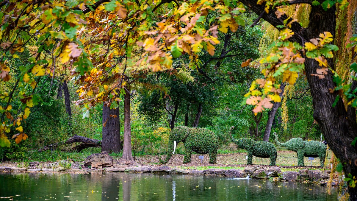 Topiaries of a big elephant and two smaller elephants beside a pond at Fort Worth Botanic Garden