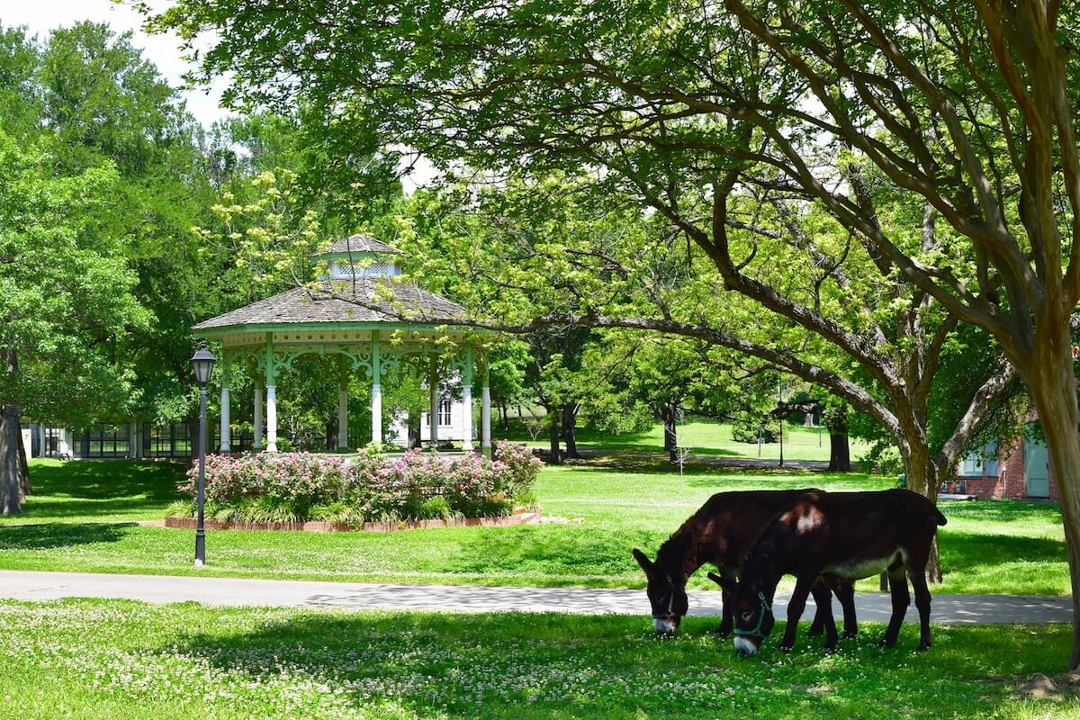 A gazebo and two donkeys in Old City Park