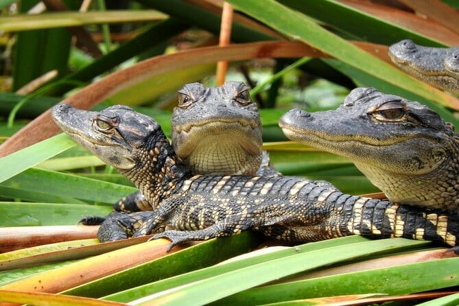 best everglades airboat tour in miami