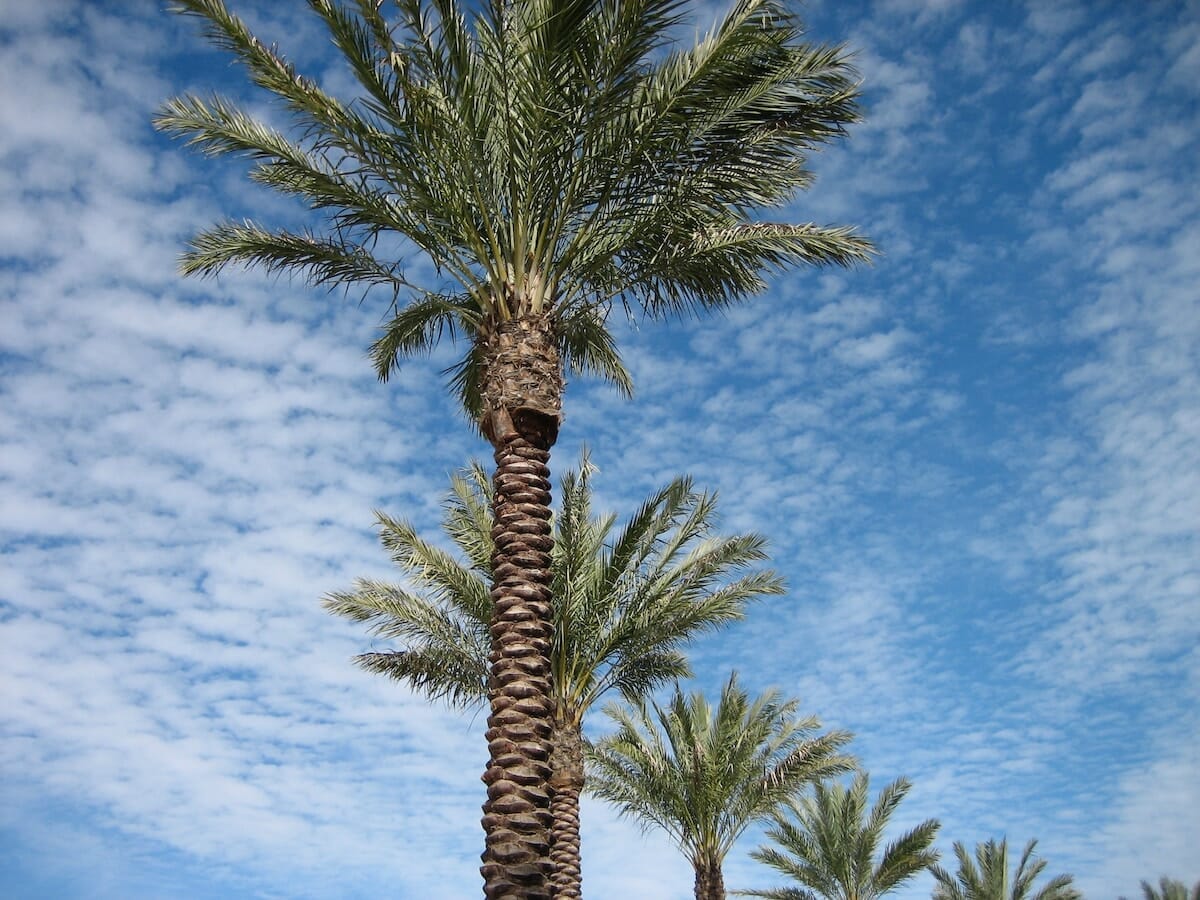 Palm trees in St Petersburg, Florida
