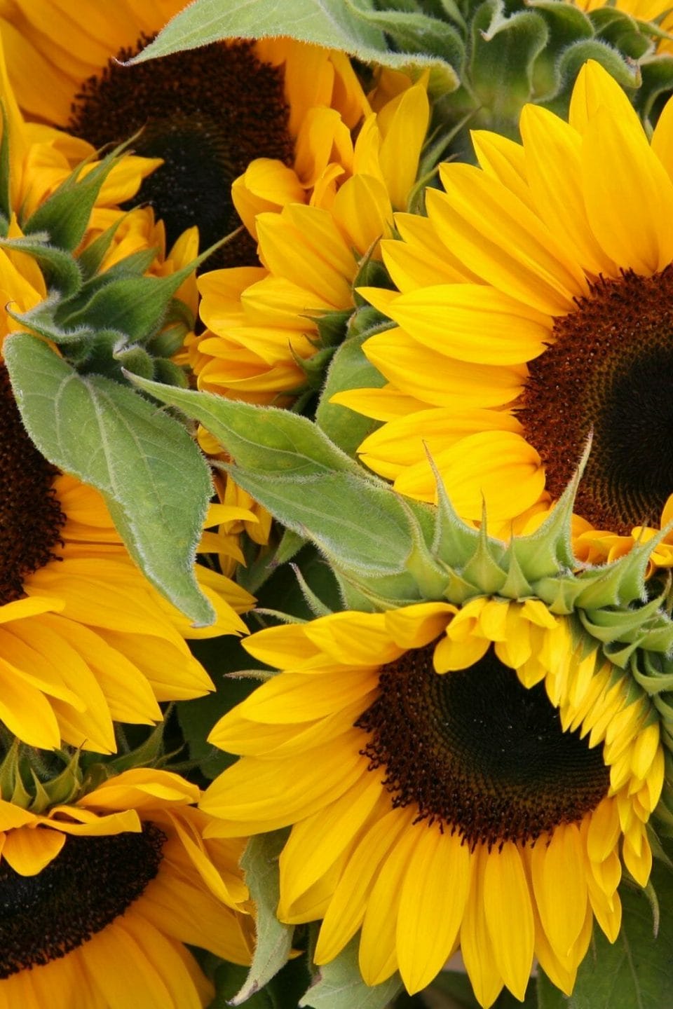 What is South Dakota Famous For? 20+ Things South Dakota is Famous For