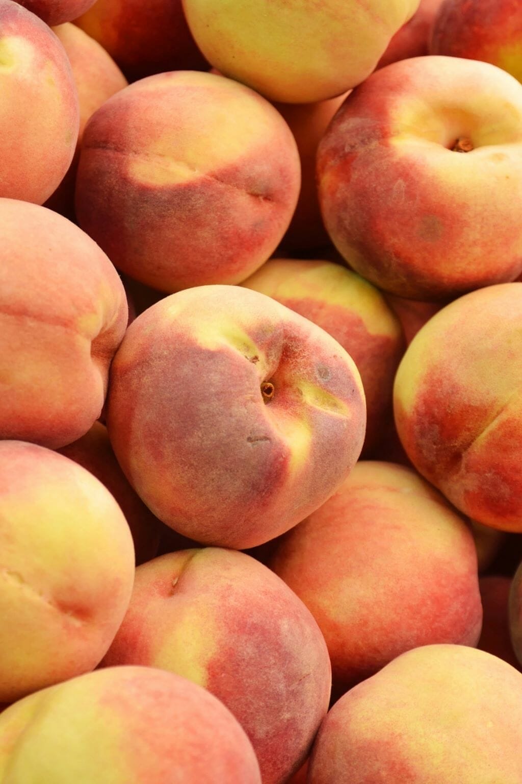 25 Amazing Things South Carolina is Known For (+ Famous For!)